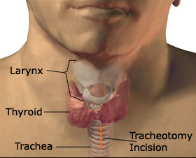 Parts of the Throat