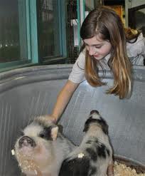 Child Petting Pig