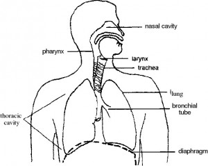 Diagram of Human Anatomy