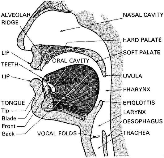 Diagram of Throat and Head