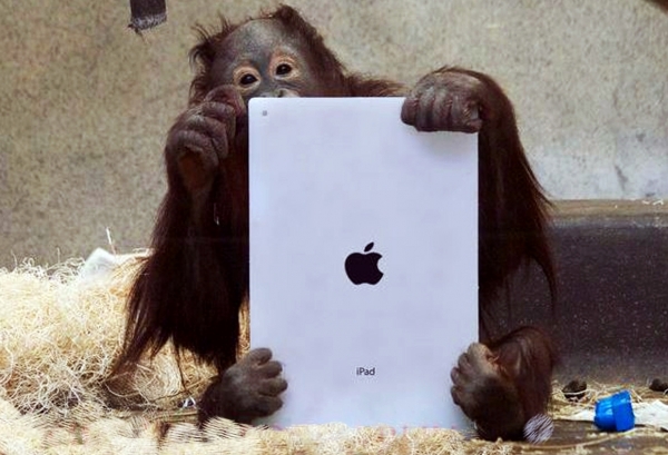 Orangutan Using an iPad App