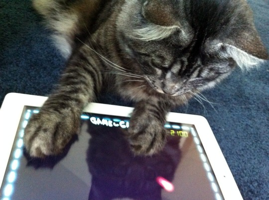Kitten Using App