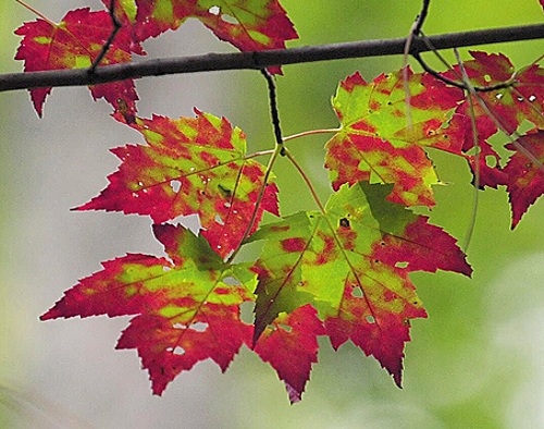 Fall Foliage