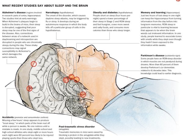 Sleep and memory study