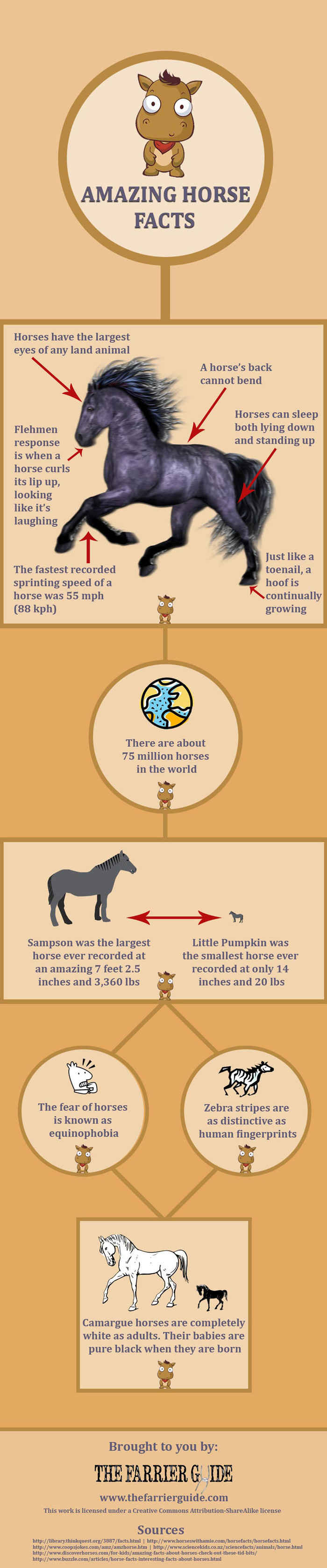 Amazing facts about horses