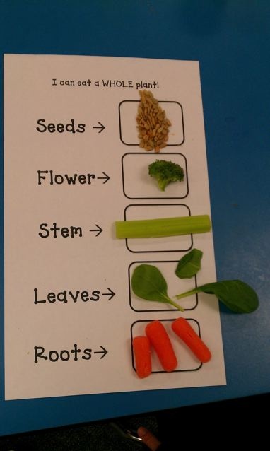Flower vocabulary for speech therapy 