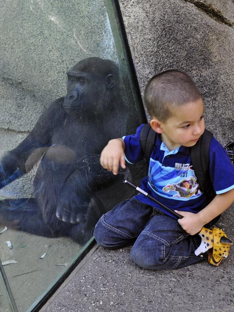 boy and chimp