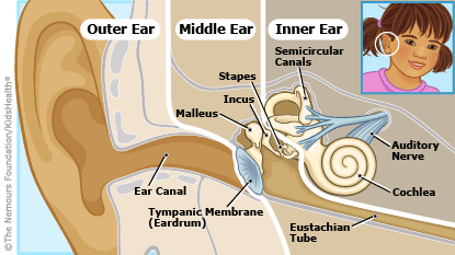 Diagram of ear structures affected by ear infections in kids