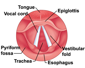 Diagram of vocal cords