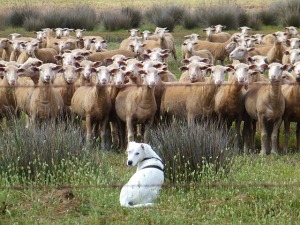 schäfer dog demonstrates group dynamics