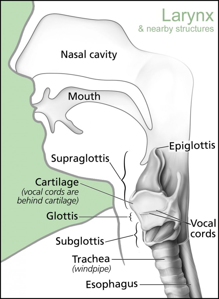 Larynx Anatomy and Nearby Structures