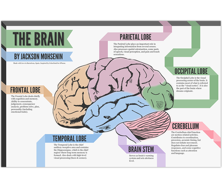 The Brain's Structure
