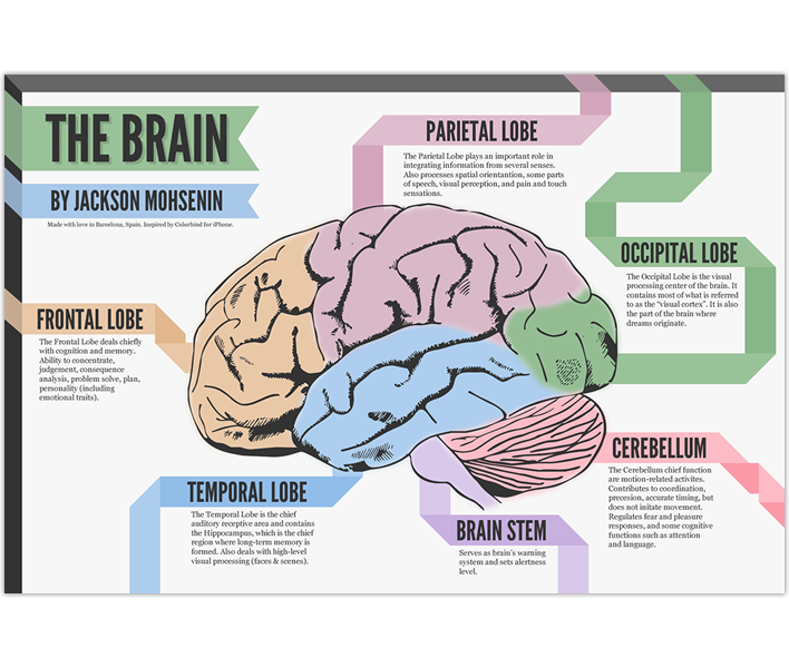 The Brain's Structure The Brain's Structure