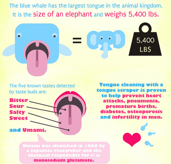 tongue facts